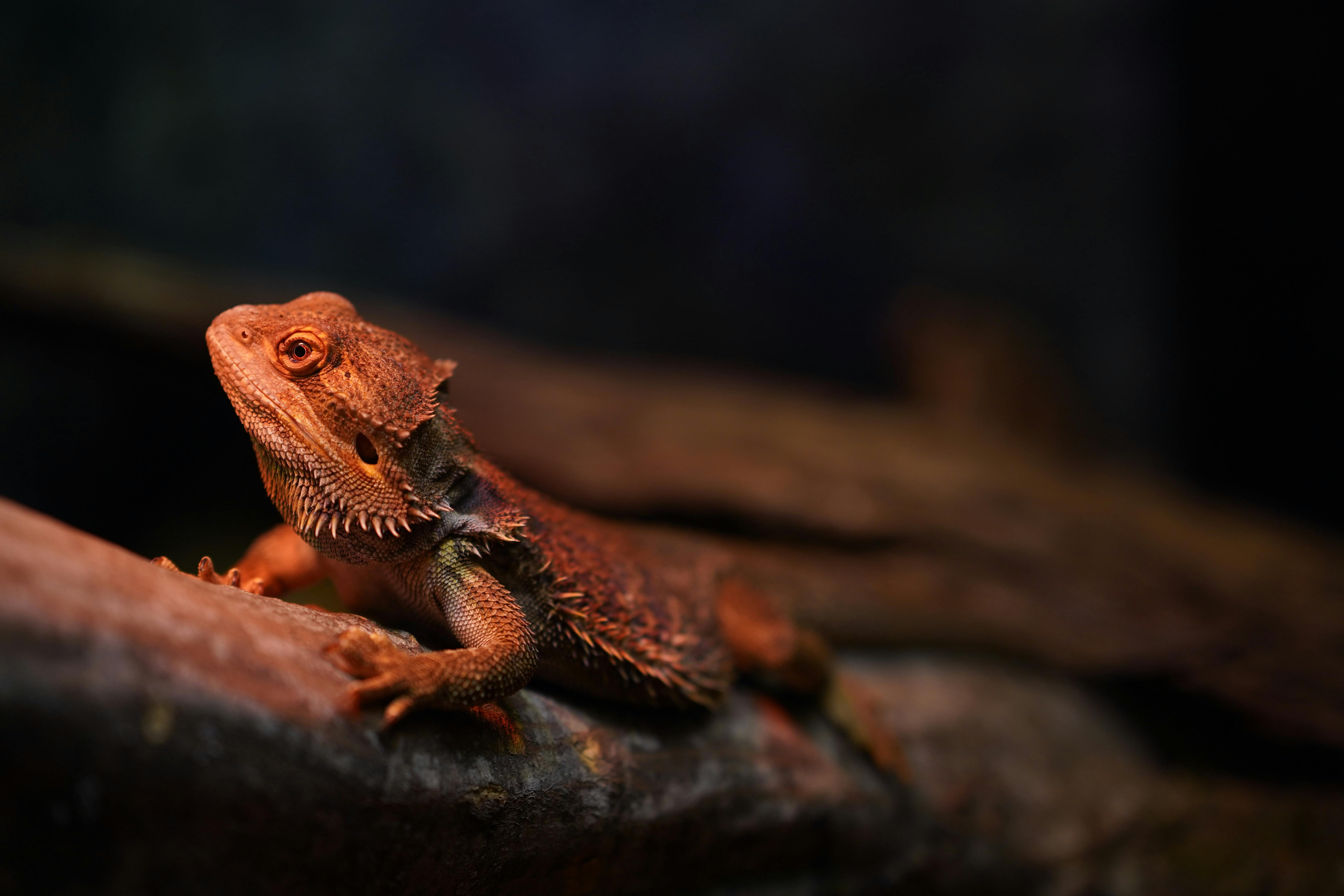 Pogona Roja
